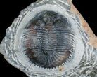 Bargain Thysanopeltis Trilobite #6918-4
